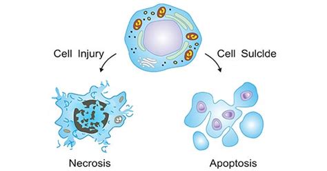 Get an Overview of Cell Death- CUSABIO