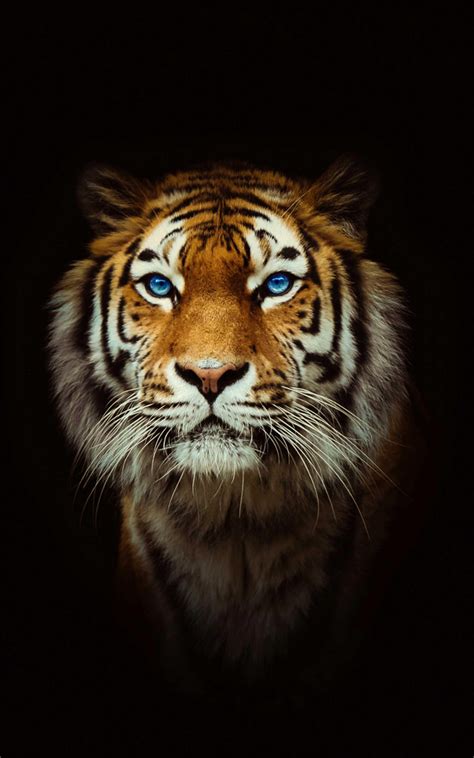 Papel De Parede 4K Tigre - White Tiger 4k Ultra Hd Wallpaper Background Image 4600x3071 - Entre ...