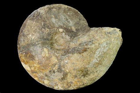 7.2" Cretaceous Fossil Ammonite (Placenticeras) - Texas (#157233) For ...