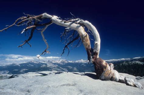 40+ Jeffrey Pine Yosemite Stock Photos, Pictures & Royalty-Free Images ...