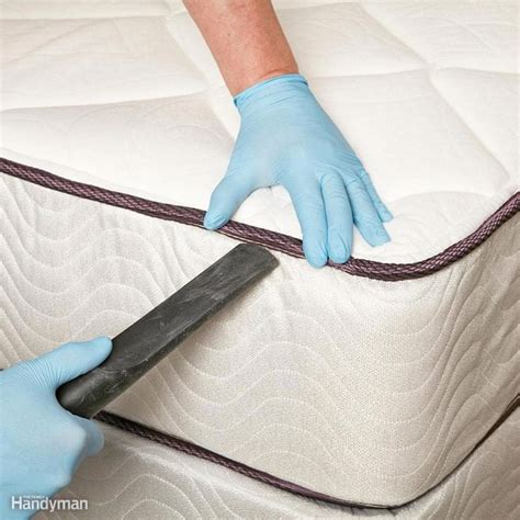 How to Get Rid of Bed Bugs: Removal and Prevention | Family Handyman