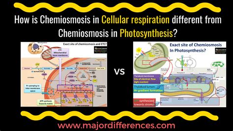 10 Differences between chemiosmosis in Cellular Respiration and Photosynthesis