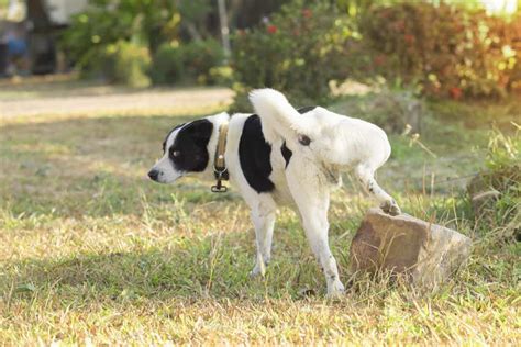 How to stop your dog from marking in the house - betterpet