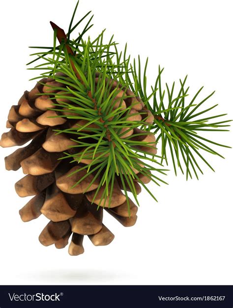 Pine cone vector image on VectorStock | Pine cones, Painting projects, Vector images