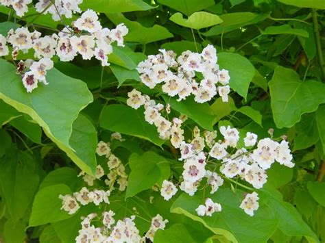 Catalpa Tree: Pictures, Photos, Images of Catalpa Trees