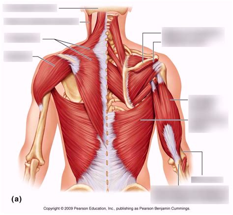 Muscles of the posterior neck, trunk and arm Diagram | Quizlet