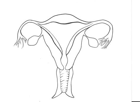 Female Reproductive System- Study Set Diagram | Quizlet