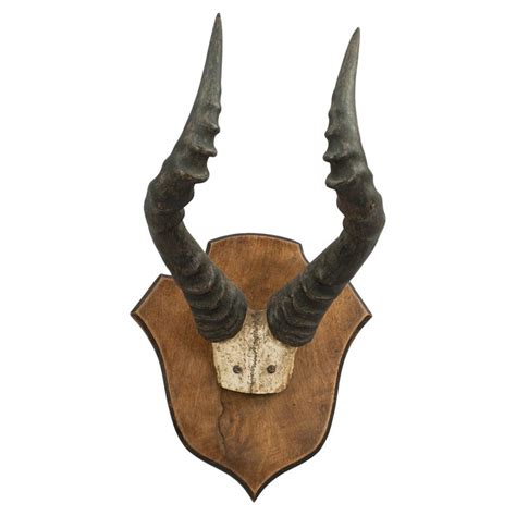 Pair of Horns on Shield, Red Hartebeest For Sale at 1stDibs