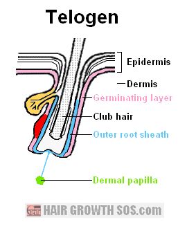 Hair Growth Cycle? Or Should That Be Hair LOSS Cycle?