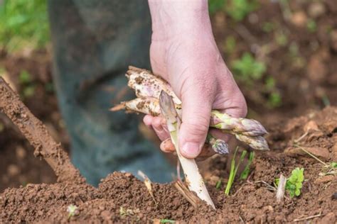 When to Stop Harvesting Asparagus: The Lowdown