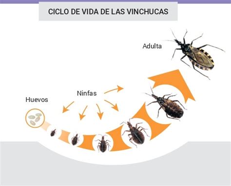 Chagas y la vinchuca | Argentina.gob.ar