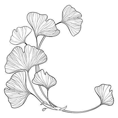 Leaf Drawing, Flower Drawing, Plant Drawing, Fleurs Art Nouveau, Art Nouveau Flowers, Art ...