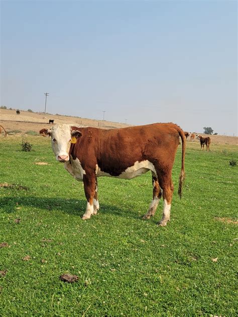 Bred Hereford Heifer for Sale | KT Ranch