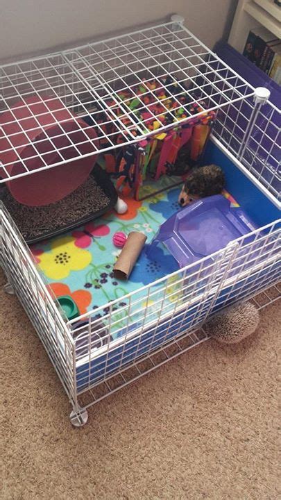 Hedgehog cages are so crafty What can I say other than I want a pet hedgehog. | Cute Animals are ...