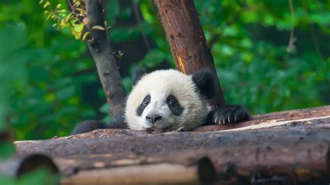 Help Name the Smithsonian National Zoo's New Baby Panda