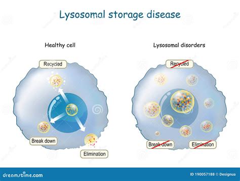 Lysosomes Functions Definition Structure Diagram