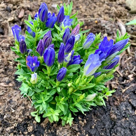 Gentiana 'Diana', Gentian 'Diana' in GardenTags plant encyclopedia