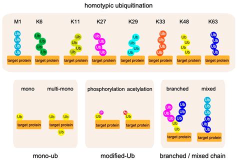 Cells | Free Full-Text | Biochemistry, Pathophysiology, and Regulation of Linear Ubiquitination ...