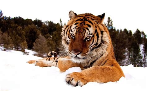 animals, Snow, Tiger Wallpapers HD / Desktop and Mobile Backgrounds