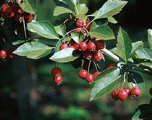 Georgia Red Mayhaw Plant - Bob Wells Nursery - U.S. Shipping