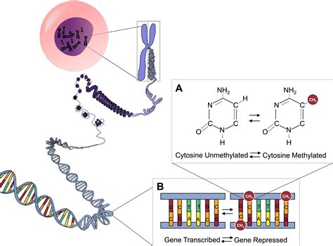 Patterns of DNA methylation as an indicator of biological aging: State of the science and future ...