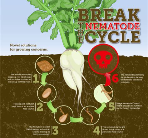 Breaking The Columbia Root Knot Nematode Life Cycle