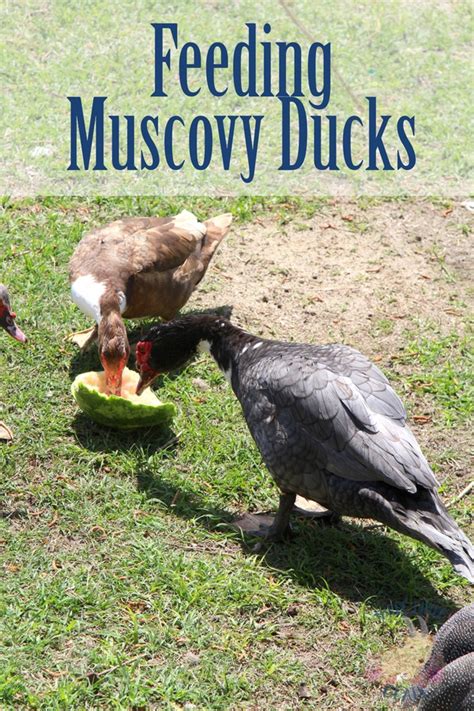 What Do Muscovy Ducks Eat? | Three Little Goats