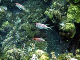 Squirrelfish at Grand Cayman | Mike Boudreaux | Flickr