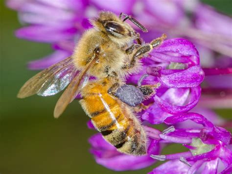 Dan Simon Macrophotography — Honey bee at the NY Botanical Garden. That purple...