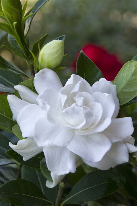 Gardenia - Fragrant Flowering - Outdoor Plant | Plantshop.me