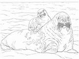 Cartoon Walrus Coloring Page  Free Printable Pages For Kids sketch template