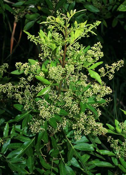 Schinus terebinthifolius - Brazilian Peppertree, Christmas Berry ...