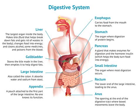 How your digestive system works | Smidge®