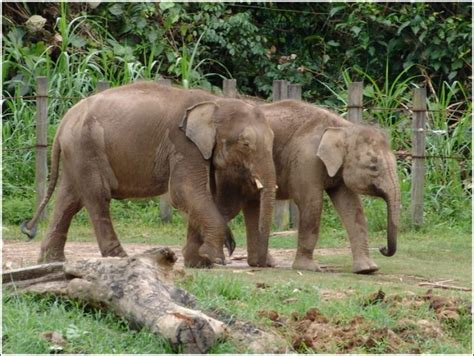 Borneo Pygmy Elephant Facts | Anatomy, Range, Habitat, Behavior ...