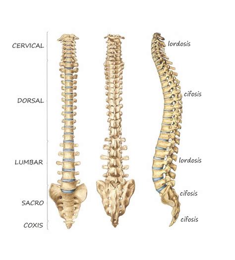 Fotos De La Columna Vertebral