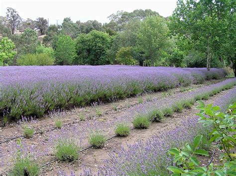 "Lavandula Lavender Farm, Daylesford, Victoria, Australia" by brendak ...