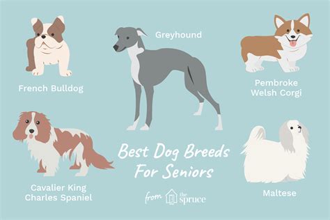 12 Best Dog Breeds for Senior Citizens