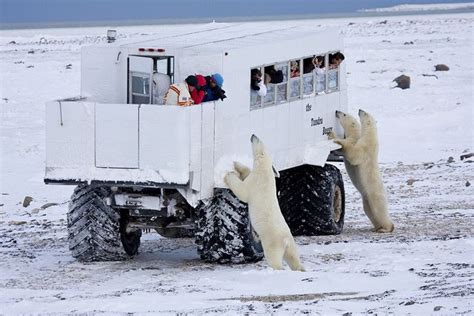 Polar bear migration. Churchill, Manitoba. October 2013 | Polar bear ...