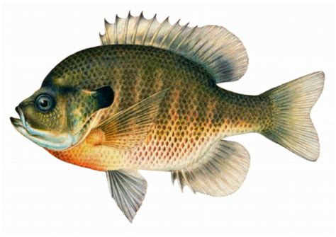 Bluegill Sunfish - Fishes of Boneyard Creek