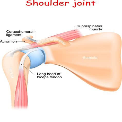 What's Causing Your Shoulder Pain? Petersen Physical Therapy