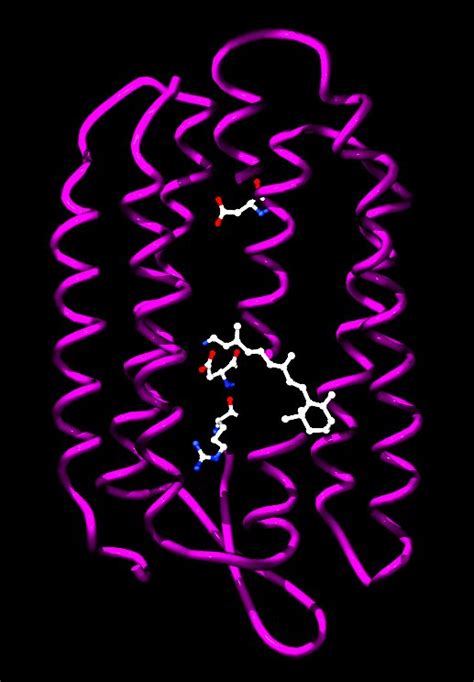 Bacteriorhodopsin