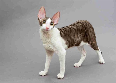 Cornish Rex Cat Breed - Traits, Personality, Characteristics...