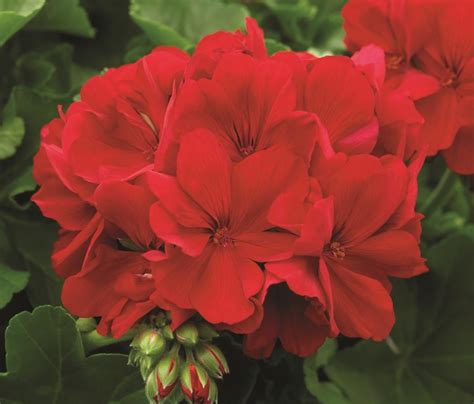 Geranium Big Red 150mm Pot - Dawsons Garden World