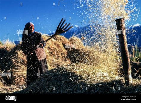 Old woman farmer winnowing with a traditional wooden fork on her farm ...