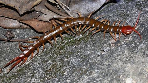 Centipede venom could lead to new class of pain drug