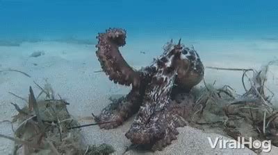 Octopus Swimming GIF - Octopus Swimming Camouflage - Discover & Share GIFs