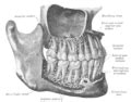 Mental foramen - Wikipedia