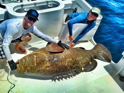 Goliath grouper making a comeback in Florida, so let’s kill ‘em • Florida Phoenix