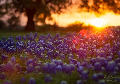 Sunset in The Bluebonnets - San Marcos Photos Print Store