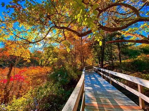 New York Fall Foliage- 17 Places to Enjoy Fall Colors in NY